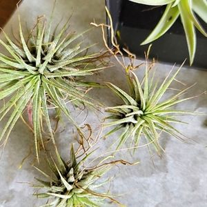 SOLD.   1 LIVE RARE AIR PLANT MEDIUM